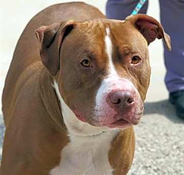 Photo of BIG RED