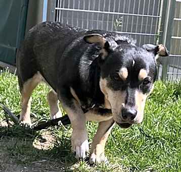 Photo of Tyke