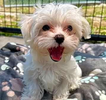 Photo of Angel-Maltipoo puppy!