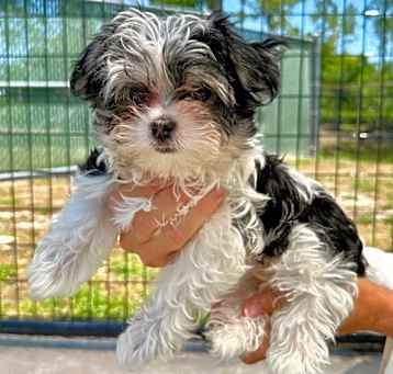 Photo of Dottie