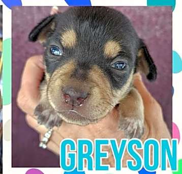 Photo of Greyson