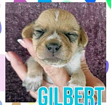 Photo of Gilbert