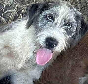 Photo of Skye
