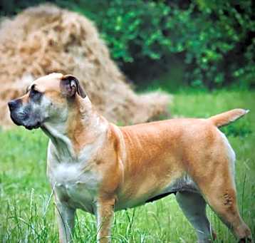 Photo of Sheba