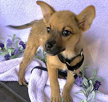 Photo of BeeBee