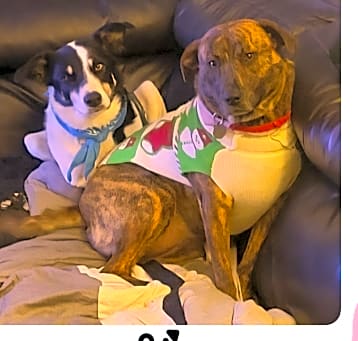 Photo of **Bonded Pair** Sadie & Einstein 