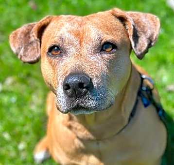 Photo of Pepsi