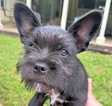 Photo of Lettie