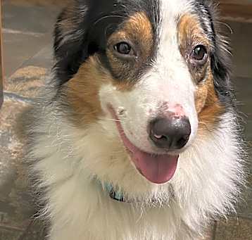 Photo of Archie
