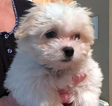 Photo of Boo