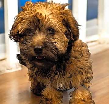 Photo of Teddy
