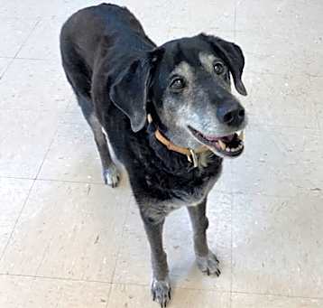 Photo of Lola (Special Paws) (bonded wi
