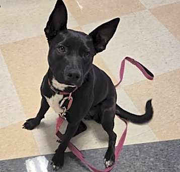 Photo of Sage