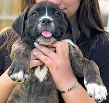 Photo of Petunia
