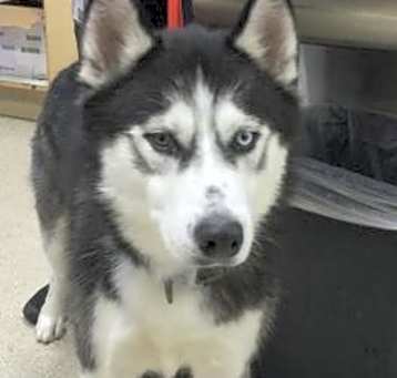 Photo of VOLT