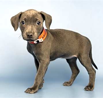 Photo of DARLA