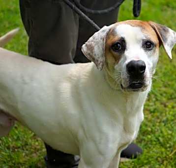 Photo of BUDDY