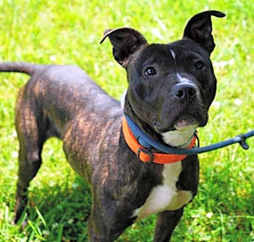 Photo of *SAMPSON