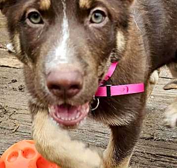 Photo of Deena (13wk PUPPY)