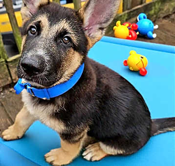 Photo of Declan (13wk PUPPY)