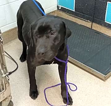 Photo of Big Dog
