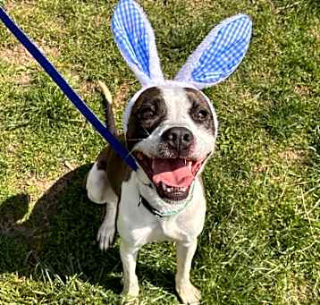 Photo of Pongo
