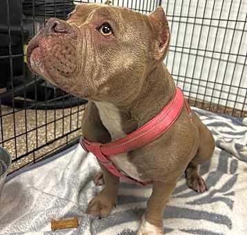 Photo of SVAS-Stray-37136