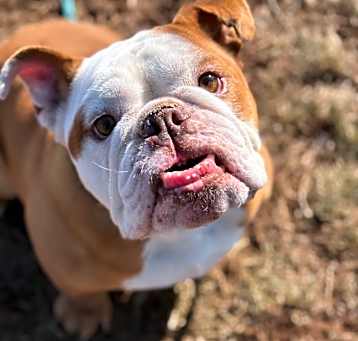 Photo of Bubbs