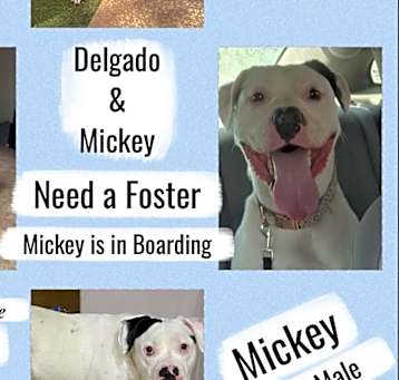 Photo of FOSTERS NEEDED