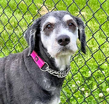 Photo of Dolly