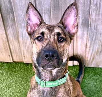 Photo of Roscoe 2