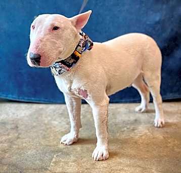 Photo of BUDDY