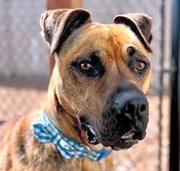 Photo of ROSCO*