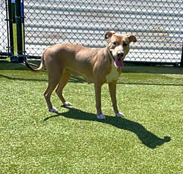Photo of Pretzel