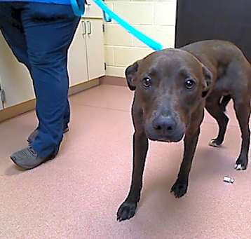 Photo of *HERSHEY*