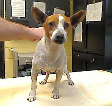Photo of *BARKSON*