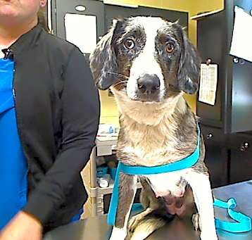 Photo of BLUEY