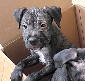 Photo of ALFRED