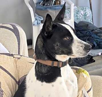 Photo of Gracie