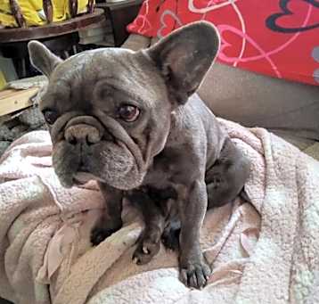 Photo of Blueberry