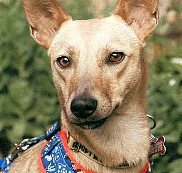 Photo of Miel