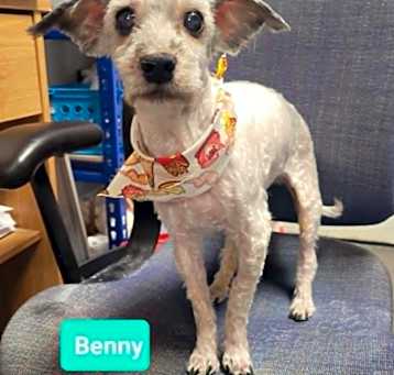 Photo of Benny