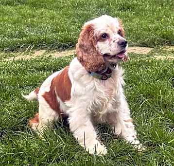 Photo of Reba McInspaniel