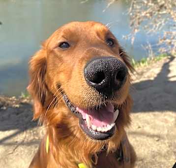 Photo of Buddy
