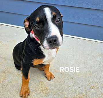Photo of Rosie