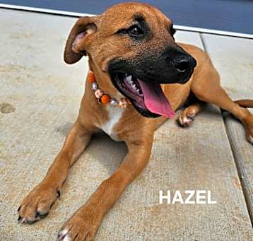 Photo of Hazel