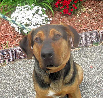 Photo of Taurus