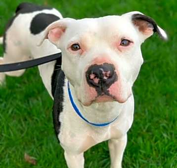 Photo of Petey - $0 Sponsored Adoption Fee!