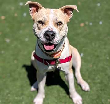 Photo of Smiley 24-4520