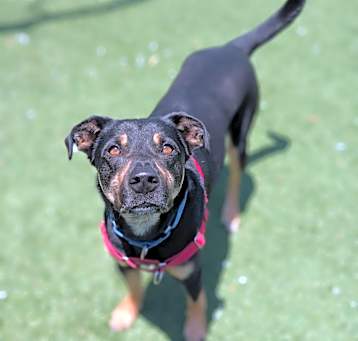 Photo of Rusty 24-5613